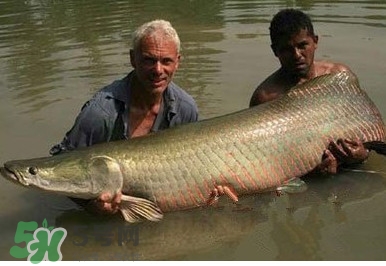 金錢鳘魚膠一斤多少錢？金錢鳘魚膠價(jià)格