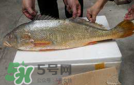 孕婦能吃金錢鱉嗎？懷孕期間能不能吃金錢鱉？