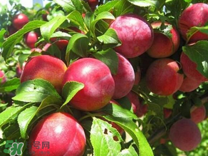 ?油桃是發(fā)物嗎？?油桃是不是發(fā)物？