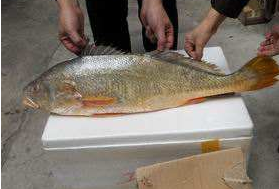 小孩能吃黃唇魚嗎？小孩吃黃唇魚好嗎？