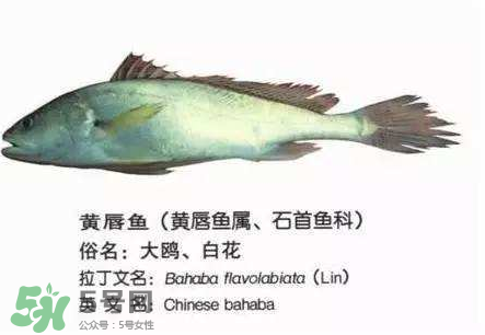 寶寶能吃金錢鳘嗎？金錢鳘寶寶吃了好嗎？