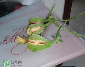 香瓜裂口怎么回事？香瓜裂了怎么辦？
