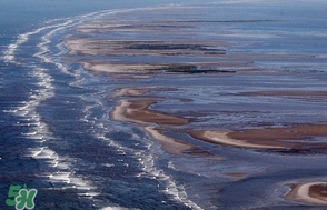 金錢鳘是哪里原產(chǎn)的？金錢鳘的產(chǎn)地在哪里