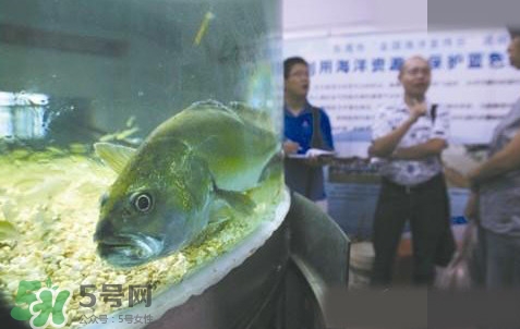 金錢鳘是哪里原產(chǎn)的？金錢鳘的產(chǎn)地在哪里