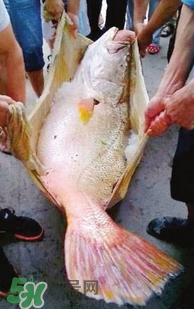 黃唇魚魚鰾能救命？黃唇魚魚鰾可以救命？