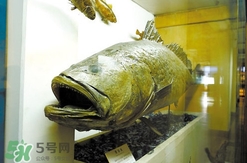 黃唇魚魚鰾真的那么神？黃唇魚魚鰾真實藥用價值