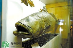 金錢鳘是什么魚？金錢鳘是淡水魚嗎？