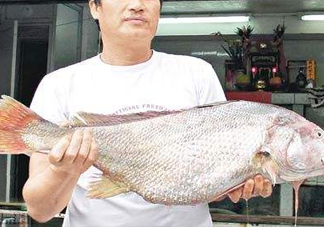 黃唇魚(yú)鰾是魚(yú)肚嗎？黃唇魚(yú)鰾是魚(yú)泡嗎