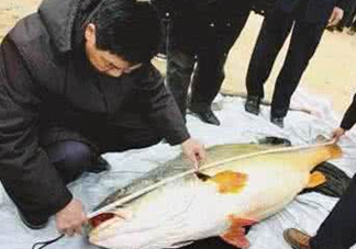 黃唇魚(yú)魚(yú)鰾真的那么神？黃唇魚(yú)魚(yú)鰾真實(shí)藥用價(jià)值
