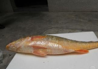 黃唇魚(yú)是海魚(yú)嗎？黃唇魚(yú)是海鮮嗎