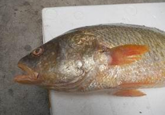 黃唇魚(yú)魚(yú)鰾能救命？黃唇魚(yú)魚(yú)鰾可以救命？