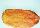  黃唇魚(yú)魚(yú)鰾怎么吃？ 黃唇魚(yú)魚(yú)鰾如何吃？