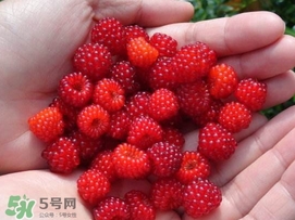 覆盆子是野草莓嗎？覆盆子是桑椹嗎？