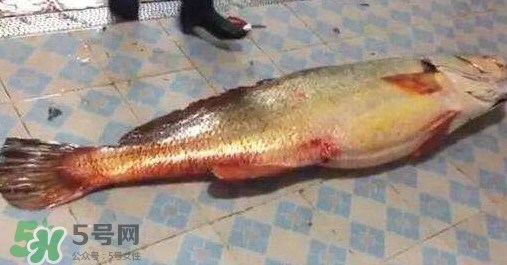 金錢鳘是什么？金錢鳘怎么讀？