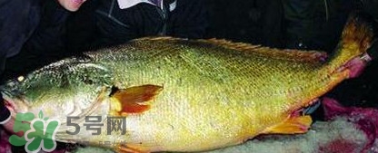 金錢鳘魚膠一斤多少錢？金錢鳘魚膠價(jià)格