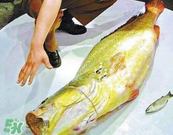 黃唇魚(yú)是海魚(yú)嗎？黃唇魚(yú)是海鮮嗎