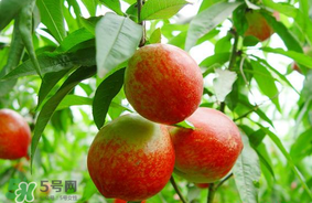 油桃可以榨汁嗎？油桃怎么榨汁？