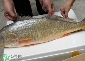 金錢(qián)鳘可以人工養(yǎng)殖嗎？黃唇魚(yú)為什么難養(yǎng)殖