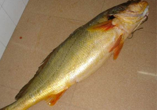 怎么鑒別金錢(qián)鳘魚(yú)膠？金錢(qián)鳘魚(yú)膠如何分辨真?zhèn)?><p><strong>怎么鑒別金錢(qián)鳘魚(yú)膠？金錢(qián)鳘魚(yú)膠如何分辨真?zhèn)?/strong></p></a></li> <li><a href=