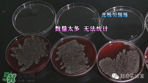 三文魚有刺嗎？三文魚的刺怎么處理