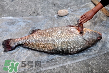 金錢鳘為什么身價(jià)上百萬(wàn)？金錢鳘真這么值錢嗎