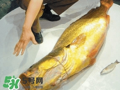 金錢鳘為什么那么貴？金錢鳘為什么能賣那么貴