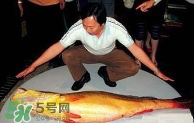 黃唇魚為什么那么有價值？黃唇魚的價值