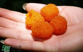 空心泡能吃嗎？空心泡與樹莓的差別