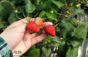 5月份能摘草莓嗎？五月份還有草莓摘嗎？