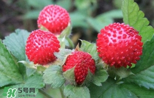 蛇莓收購(gòu)多少一公斤？蛇莓價(jià)格