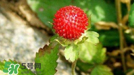 蛇莓收購(gòu)多少一公斤？蛇莓價(jià)格