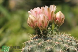 五月份種什么花？5月份適合種什么花？