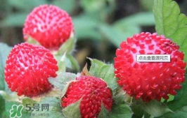 蛇莓可以吃嗎？蛇莓可以直接吃嗎