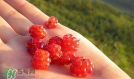 山莓能不能生吃？山莓可不可以生吃？