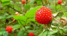 野草莓可以吃嗎？野草莓能不能吃