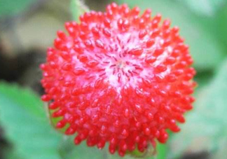 蛇莓有毒嗎？蛇莓有沒(méi)有毒