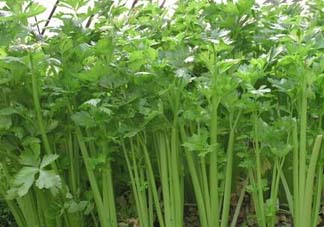 五月份可以種芹菜嗎？芹菜適合什么時候播種？
