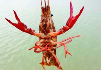 什么時(shí)候釣龍蝦最好？龍蝦幾月份能釣？
