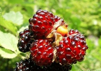 野草莓是覆盆子嗎？覆盆子是否叫蔓越莓