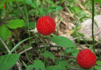 野草莓怎么吃？野草莓怎么清洗