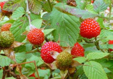 野草莓就是覆盆子嗎？覆盆子和野草莓的區(qū)別