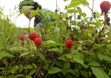 野草莓能吃嗎？野草莓圖片