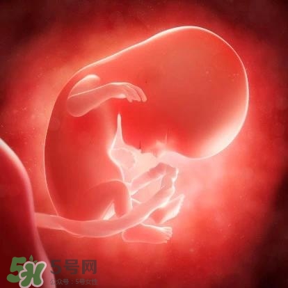 胎兒在媽媽肚子里都會干啥？胎兒的神奇世界