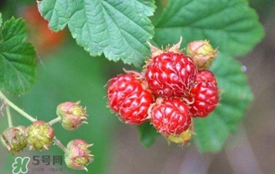 野草莓就是覆盆子嗎？覆盆子和野草莓的區(qū)別
