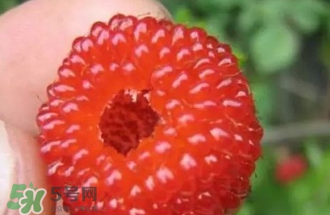 覆盆子孕婦能吃嗎？孕婦能不能吃覆盆子