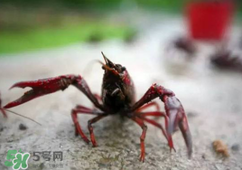小龍蝦什么時候最好釣？什么時候可以釣小龍蝦？