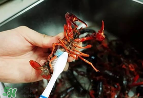 野生小龍蝦什么時候有？野生小龍蝦幾月份有？