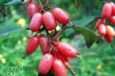 羊奶果怎么吃？羊奶果怎么種