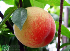 桃子一天可以吃幾個(gè)？桃子一天最多吃幾個(gè)？