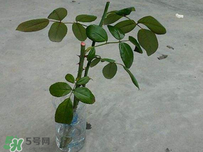 月季5月能插活嗎？月季花五月能插活嗎？